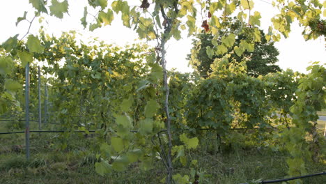 vineyard-shots-of-grapevines-at-dusk