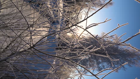 Sunlight-shining-through-frozen-tree-branches-on-sunny-winter-morning,-vertical-video