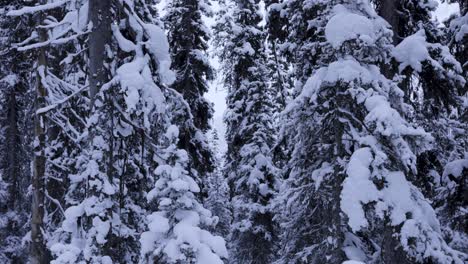 Bosque-De-Invierno-En-El-Parque-Nacional-De-Banff,-árboles,-4k