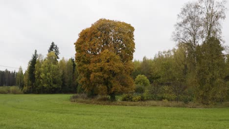 Großer-Baum-Mit-Goldenen-Blättern-In-Einem-Hain