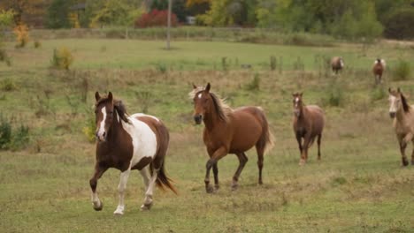 Beautiful-spotted-horses-run-on-a-field