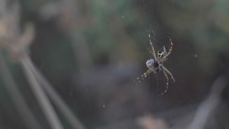 Close-up-of-a-silver-Argiope-spider-sitting-on-the-web-with-prey