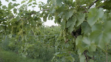 grapevine-slow-motion-footage-with-green-grapes-in-a-vineyard