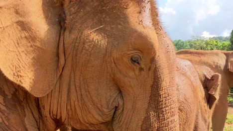 Close-up-of-an-Asian-elephant-head