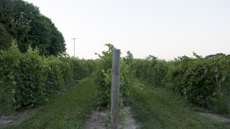 wide-shot-of-a-vineyard-in-the-evening-around-sunset-with-green-grape-clusters