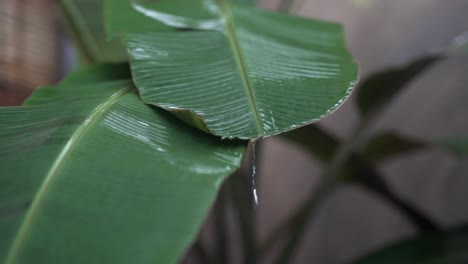 Slow-motion-shot-Pouring-rain-on-large-banana-leaves,-tropical-rainstorm,-Close-up