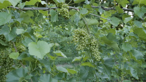 Green-grapes-in-a-vineyard-slow-motion-footage