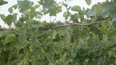 beautiful-gorgeous-vineyard-footage-with-green-grape-clusters