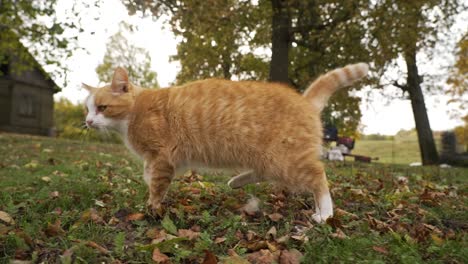 Orange-Katze,-Die-Geht-Und-In-Die-Kamera-Schaut