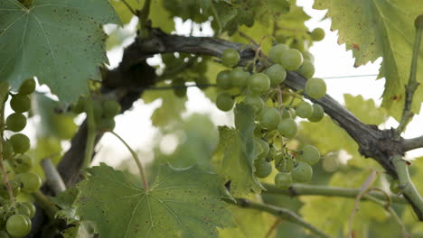 close-up-of-a-cluster-of-green-grapes-in-a-vineyard-on-a-grape-vine