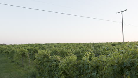 wide-shot-of-a-beautiful-grape-vineyard