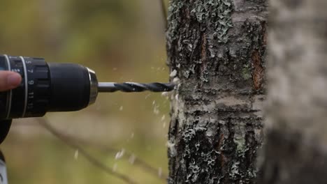Drilling-a-hole-in-a-tree