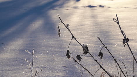 Winternaturdetails-Mit-Gefrorenen-Grashalmen-Und-Sonnenlicht,-Das-Vom-Schnee-Reflektiert-Wird