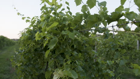 beautiful-vineyard-footage-with-green-grapes-clusters