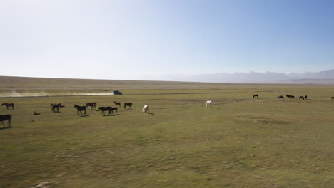 Cinematic-drone-shot-of-wild-horses-and-SUV-driving-on-a-dirt-road-on-an-open-plain-in-Kyrgyzstan,-dirt-cloud-behind-vehicle