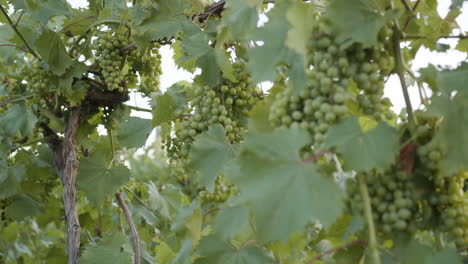 Verschiedene-Weintrauben-Auf-Grünen-Weinreben-In-Einem-Weinberg