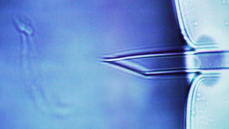 Spermien-Im-Monitor-Einer-Mikroskopkamera