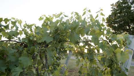 sun-shining-in-a-vineyard-on-green-grape-clusters