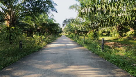 Leere-Landstraße-Durch-Palmenhain-Walddschungel-Auf-Einem-Motorrad-Phuket-Thailand