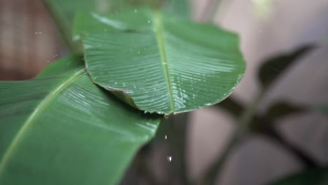 Raindrops-on-Green-banana-leaves,-Super-slow-motion-shot