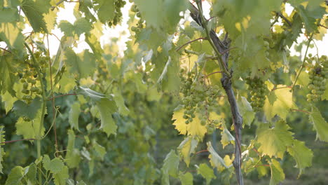 gorgeous-footage-of-grapevines-in-a-vineyard