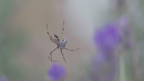 Close-up-of-a-silver-Argiope-spider-sitting-on-the-web-with-prey-among-lavender-floswers