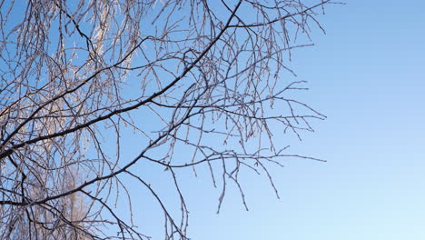 Cold-weather-forecast-with-hoarfrost-on-tree-branches