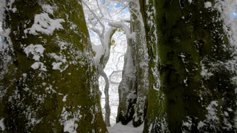 Baumstämme-Und-Äste-Mit-Frischem-Schnee-Und-Grünem-Moos-Mit-Strahlend-Blauem-Himmel-Im-Winter