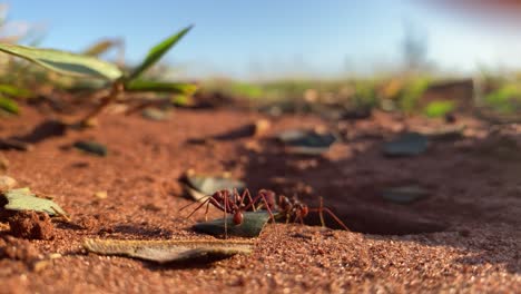 Leafcutter-ants-on-savannah-floor-carrying-leaves-and-reaching-nest-entrance-macro-shot
