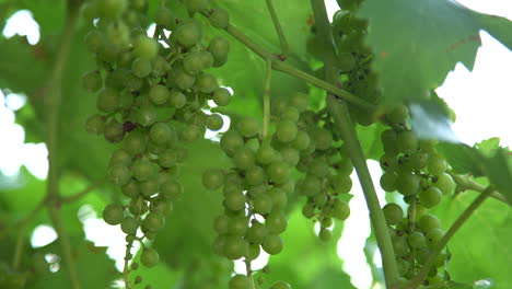Clusters-of-green-grapes-in-vineyard