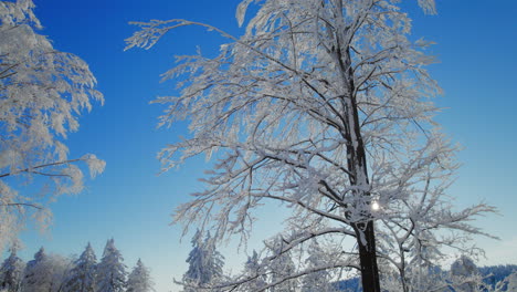 Sonne-Scheint-Durch-Zweige-Und-Äste-Eines-Baumes,-Der-Vollständig-Mit-Schnee-Und-Frost-Bedeckt-Ist,-Mit-Strahlend-Blauem-Himmel-Im-Hintergrund