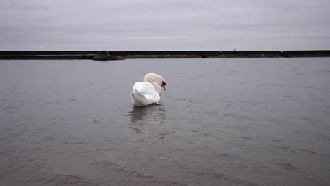 Cisne-Acicalándose-En-Un-Lago-Frío,-Mirando-A-La-Distancia-En-Cámara-Lenta