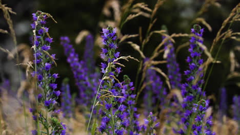 Lavender-bushes-closeup-in-wind,-purple-nature-background