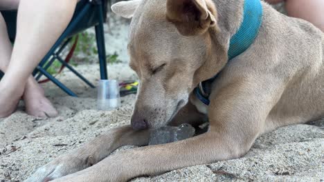 Dog-licking-ice-block-on-sand-beach