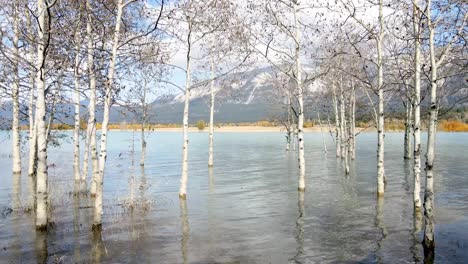 Birch-Trees-In-Water-At-Abraham-Lake