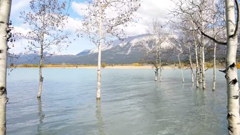 Drone-Flying-Through-Birch-Trees-In-Water-At-Abraham-Lake
