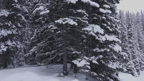 Schneefall-Im-Mystischen-Wald,-Banff-Nationalpark