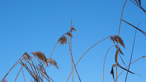 Frozen-reeds-sway-in-the-wind-against-blue-sky-backdrop