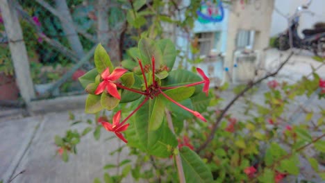 Close-shot-of-exotic,-colorful-flower-in-a-mexican-street-during-the-day