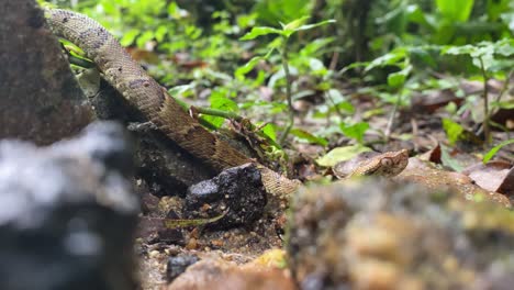 Pit-viper-Jararaca-young-snake-moving-with-heads-up-on-atlantic-forest-floor-crossing-frame