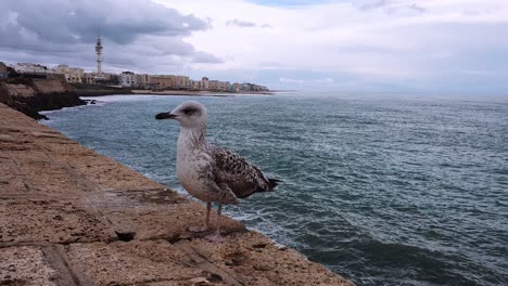 Female-seagull-sitting-on-the-waterfront-of-Cadiz