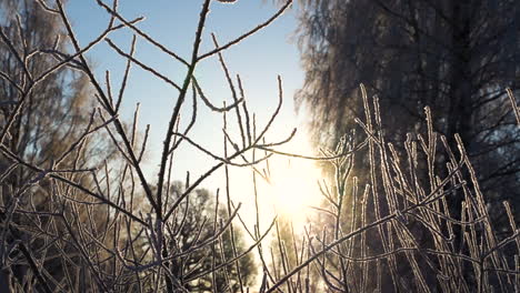 Frozen-bush-branches-on-cold-winter-day-with-bright-sunlight,-pan-left