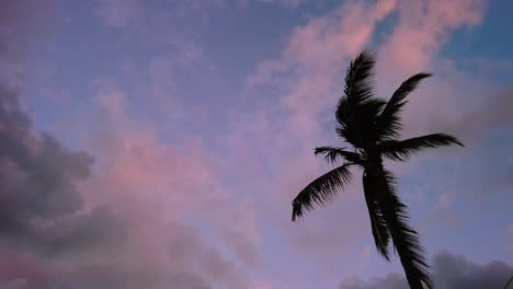 Pink-clouds-resting-on-a-blue-background-with-the-touch-of-the-swaying-of-a-palm-tree
