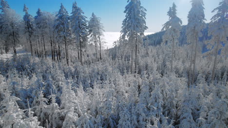 Eine-Luftaufnahme-Von-Büschen-Und-Bäumen-Im-Winter,-Die-Mit-Frischem-Schnee-Bedeckt-Sind,-Mit-Blauem-Himmel-In-Den-Hinteren-Hügeln-Und-Bergen