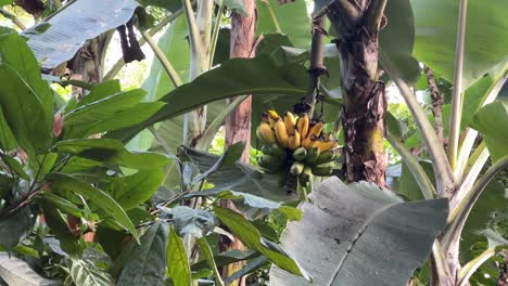 Forest-bird-eating-banana-from-tree