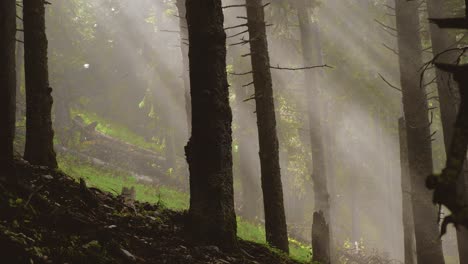 Pan-right-camera-movement-reveals-a-coniferous-forest-with-mist-and-sun-rays-peaking-throw-the-branches