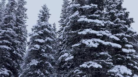 Snowfall-in-Forest,-Banff-National-Park-Hike,-4K