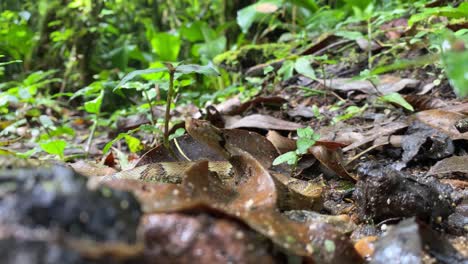 Pit-viper-Jararaca-young-snake-baby-moving-with-heads-up-on-atlantic-forest-floor