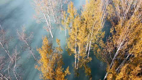 Drone-Flying-Over-Birch-Trees-At-Abraham-Lake