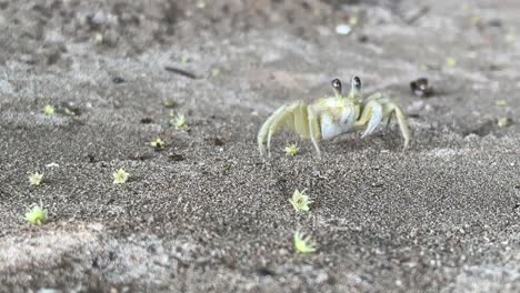 White-and-yellow-Atlantic-ghost-Crab-moving-around-on-sand---Ocypode-quadrata